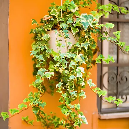 Apartment The Nest Rom