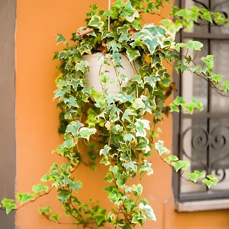 The Nest * روما